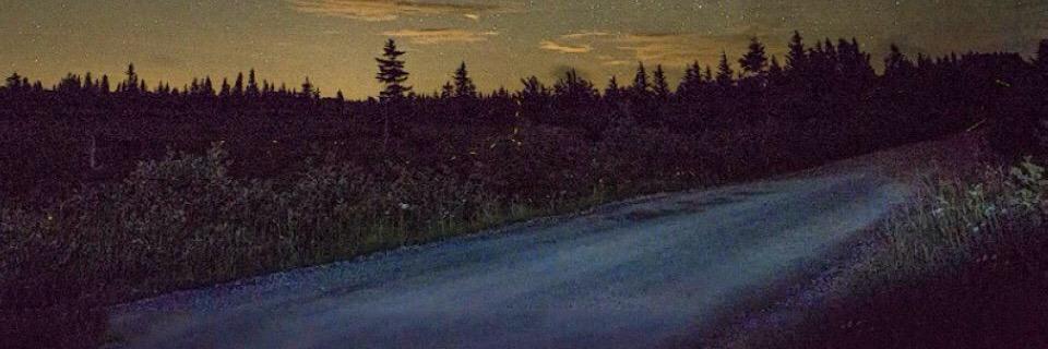 FernGirl396's profile banner image