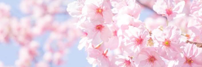 うめか🕊英語学習･海外旅行 banner