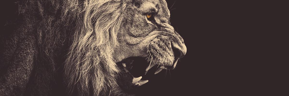 ChowTweet's profile banner image