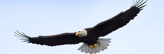 AliShareef711's profile banner image