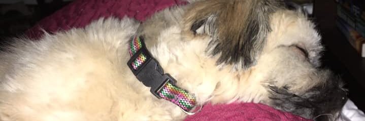 Carmen Rausch-Harper banner