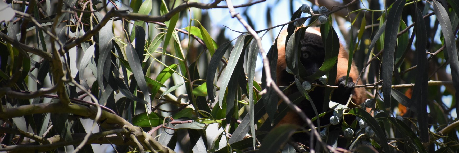 Markus Sommer banner