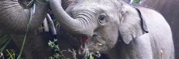 MahoutsElephant Profile Banner