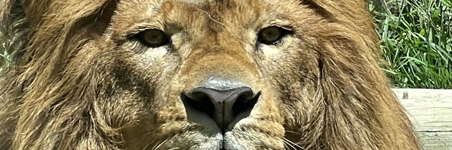 aibaby69nroll's profile banner image