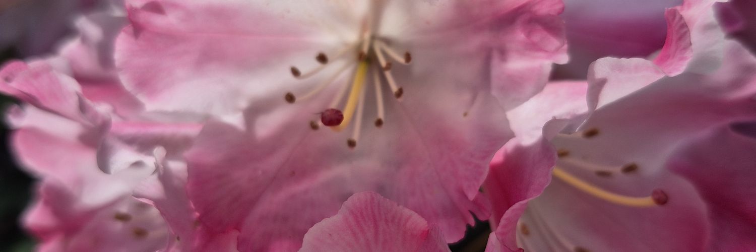 candice_mp3's profile banner image