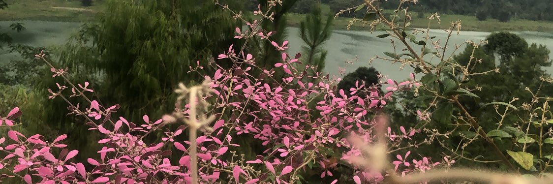 vaneschu's profile banner image