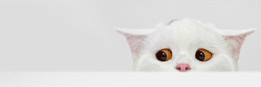 BeByunNeko's profile banner image