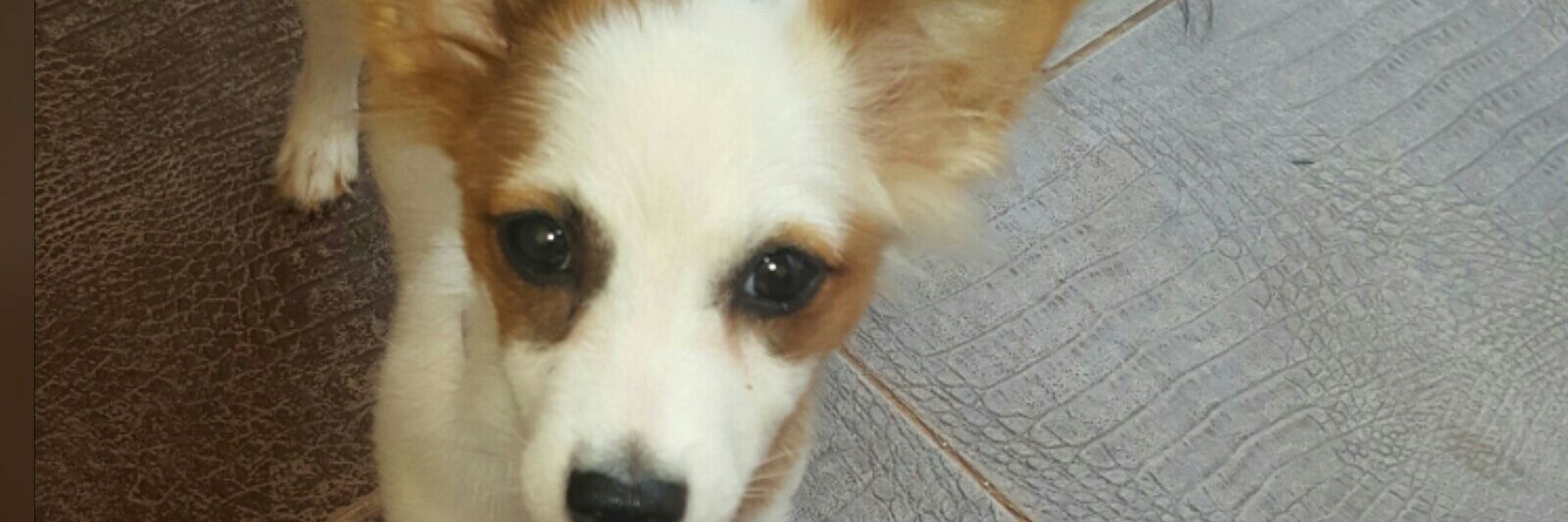 rabbecarabbeca's profile banner image