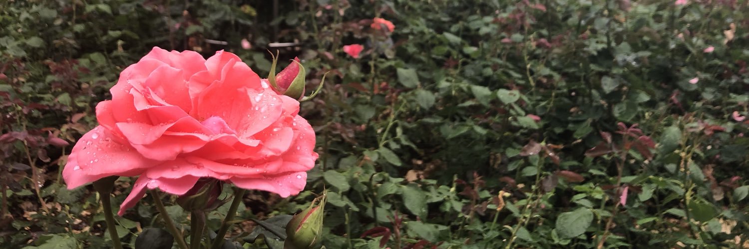 마노아:선락태자교 banner