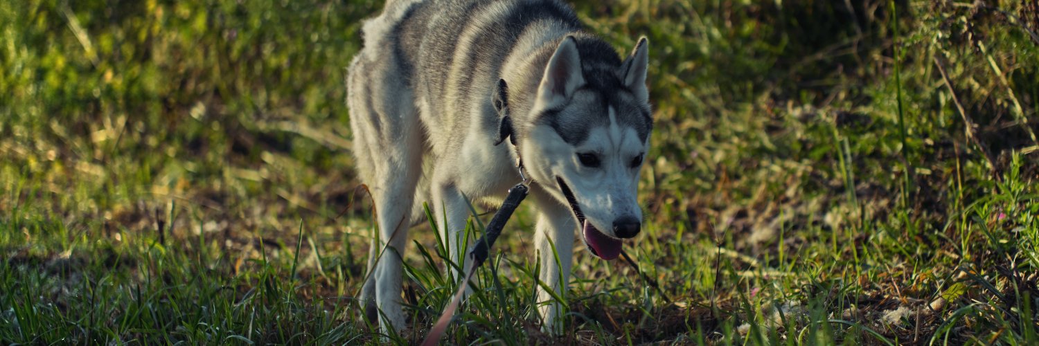 aidan_laden's profile banner image