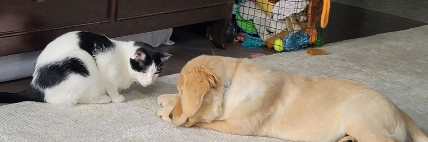 Dawn Sampson Beresford, RN banner