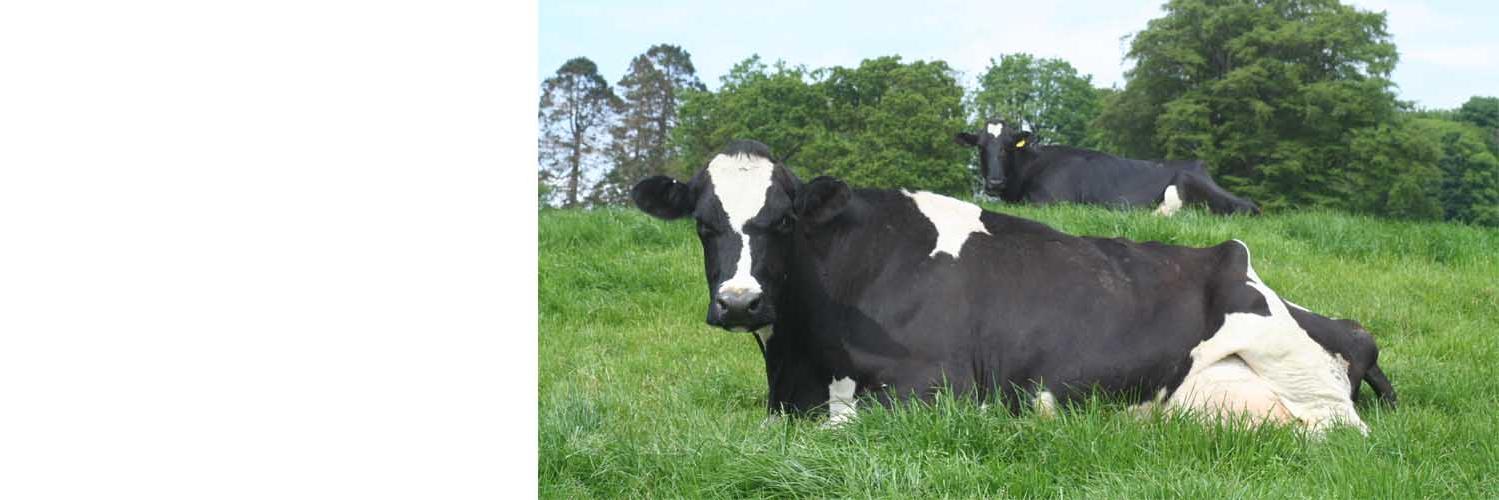 Westmorland FarmVets banner