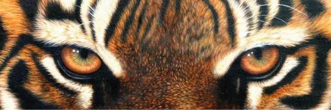 TheKvJungle's profile banner image