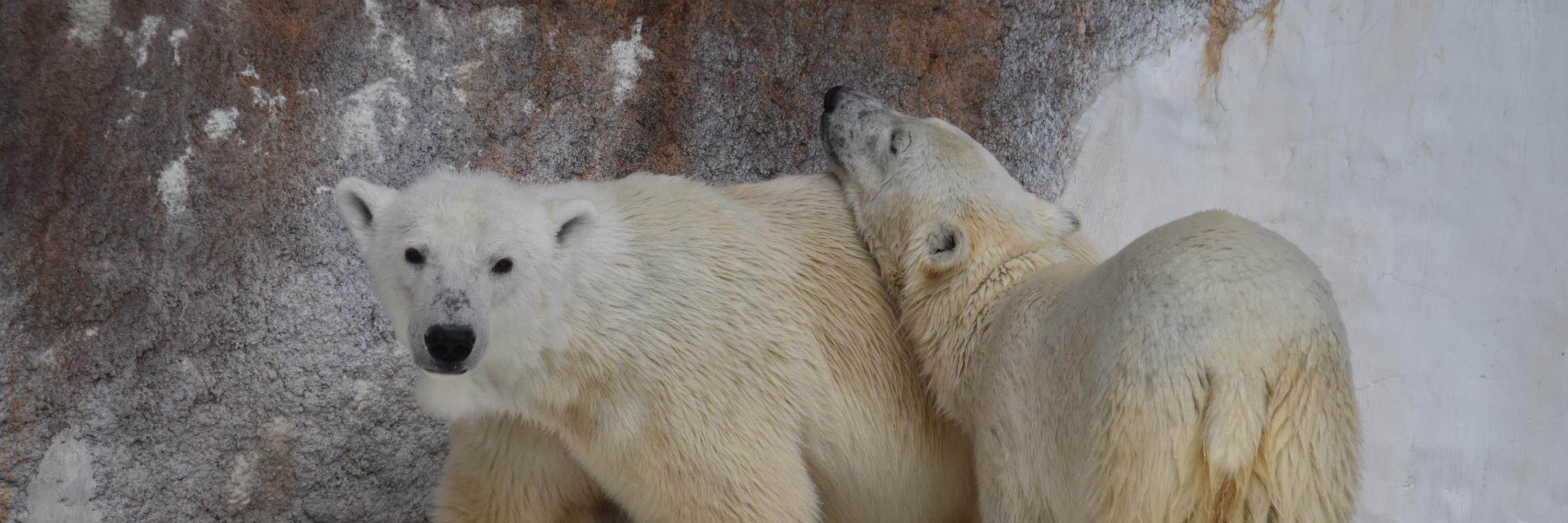 Ko Enomoto　Karino banner