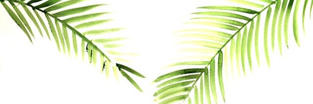 evelynnSolares's profile banner image