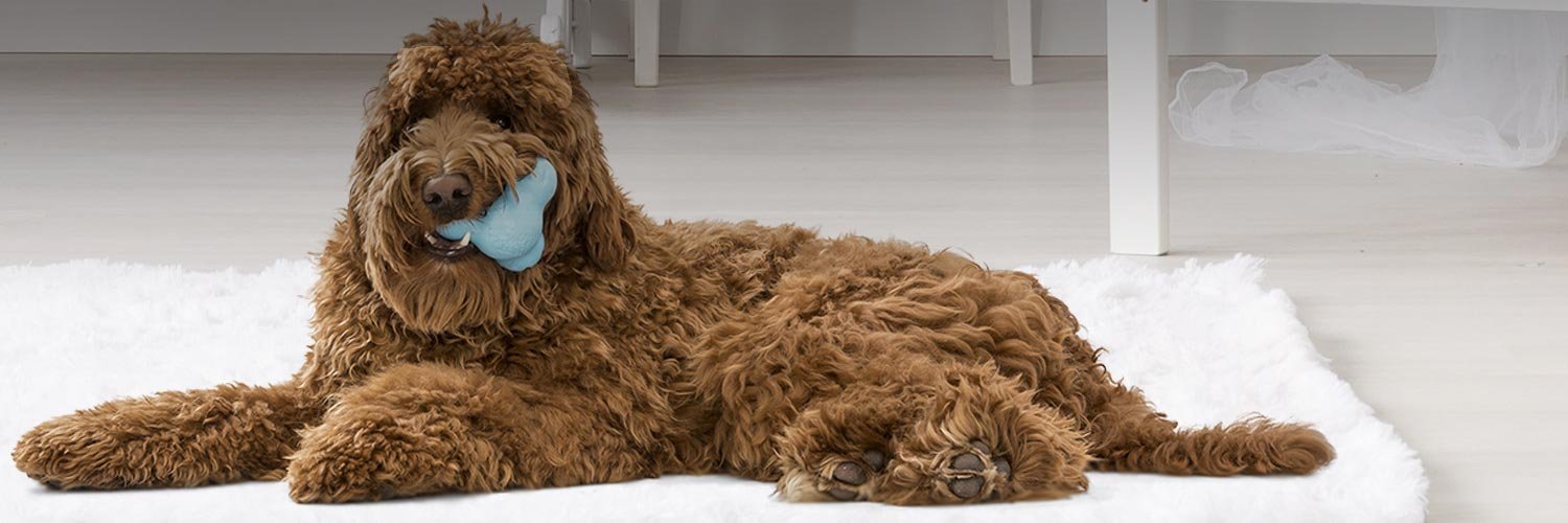 krazy4pets's profile banner image