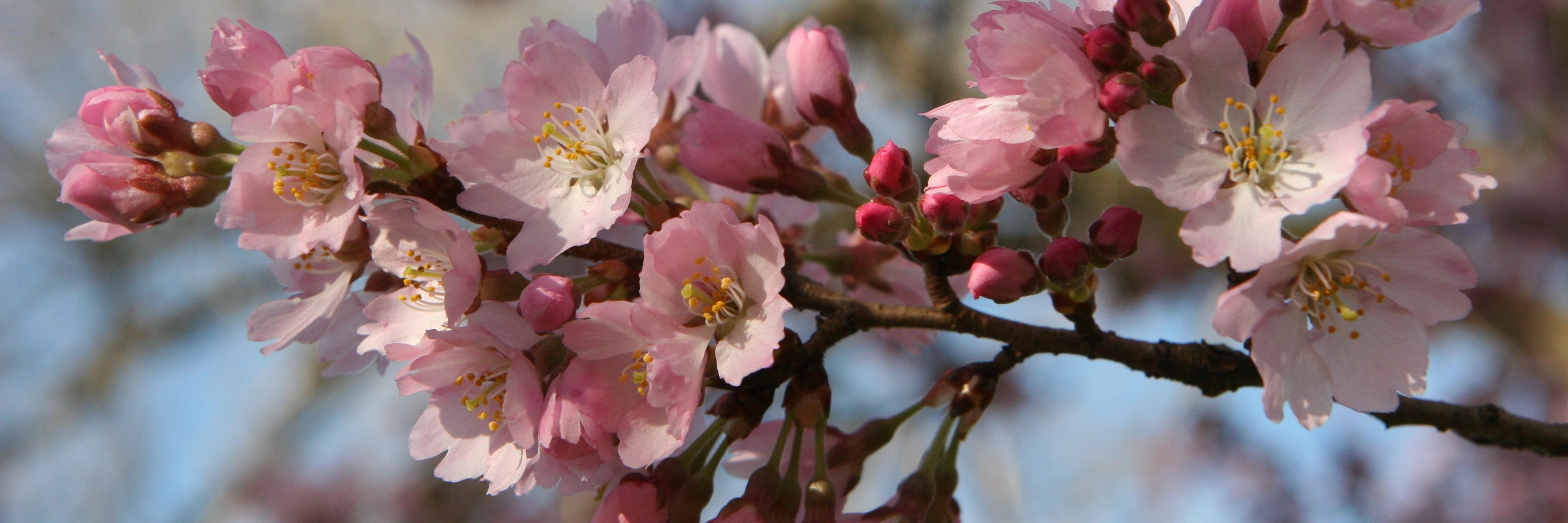 Barbara Conner banner