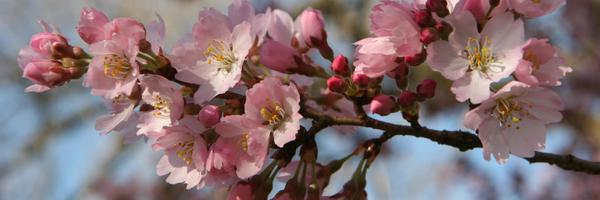 BConnerFXC Profile Banner