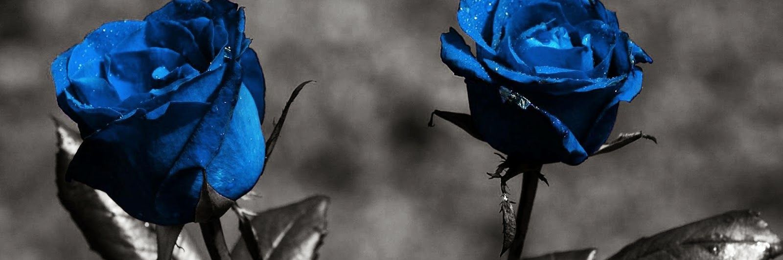 poorrcel_'s profile banner image