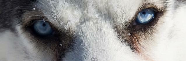 AnInnocentPuppy's profile banner image