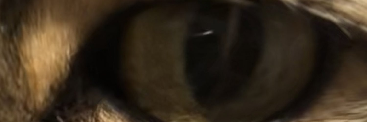 hadinotschmidt's profile banner image