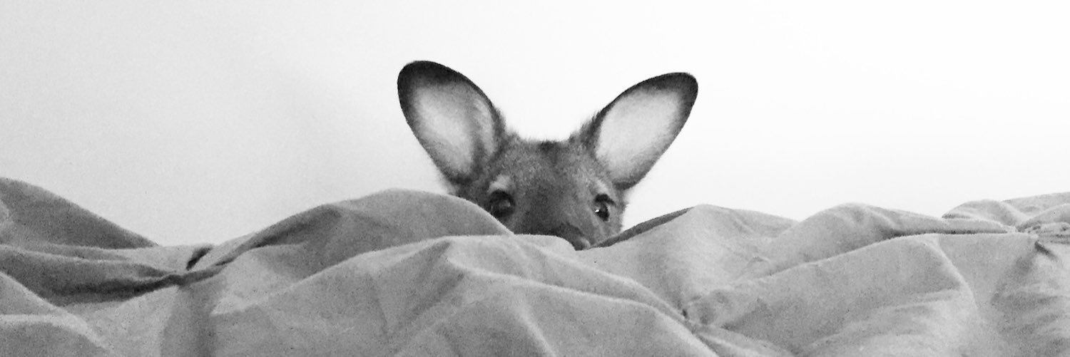 JackTheWallaby's profile banner image