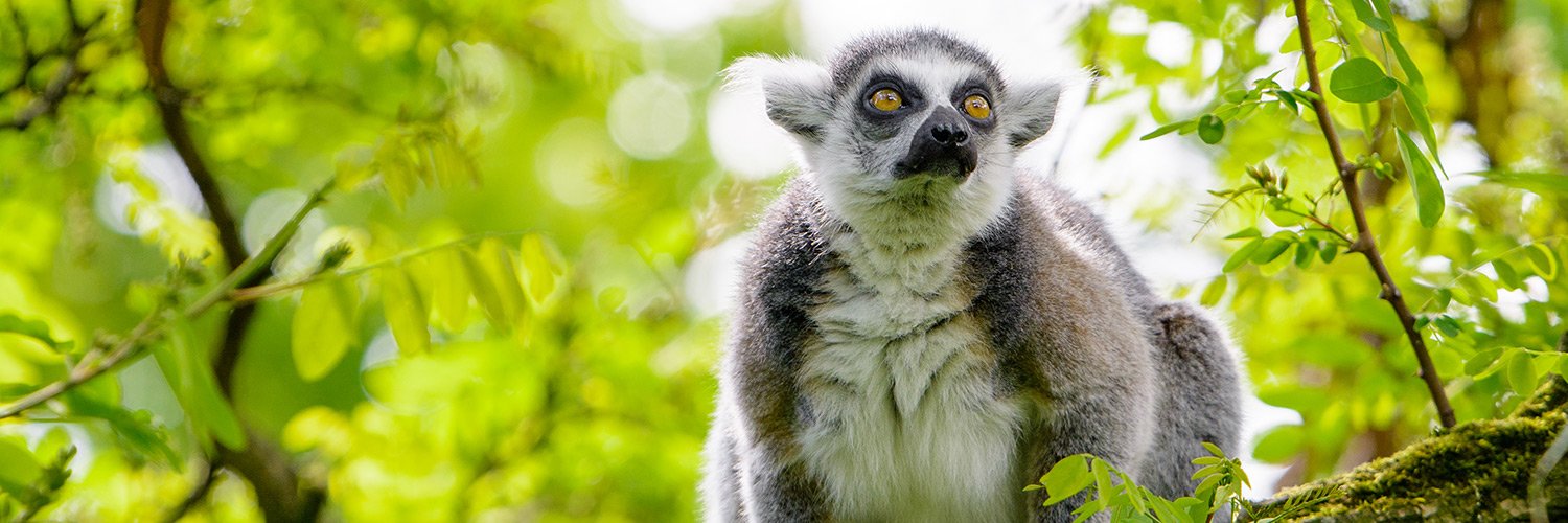 Lemur Conservation Network banner