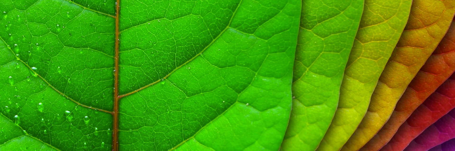 rarinke's profile banner image