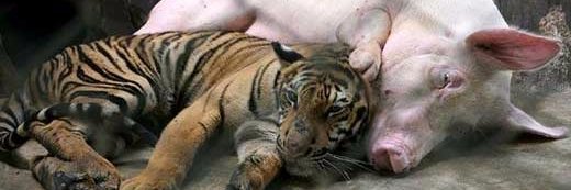 SwineTiger™ banner