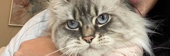 hannnn banner