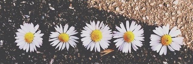 PatriiciaBrito's profile banner image