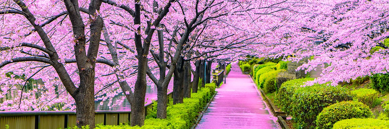 Sakura Signal banner