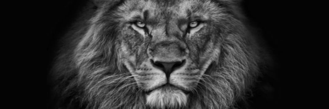 SantosGsn's profile banner image