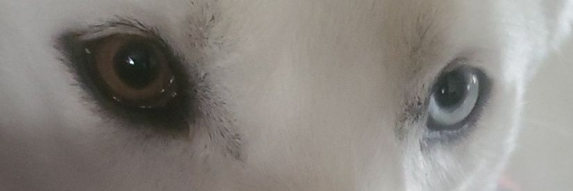 snowwolfe's profile banner image