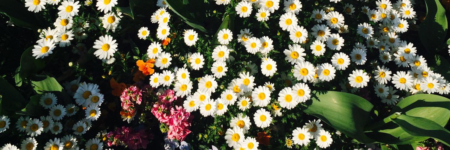 petitfleuriste's profile banner image