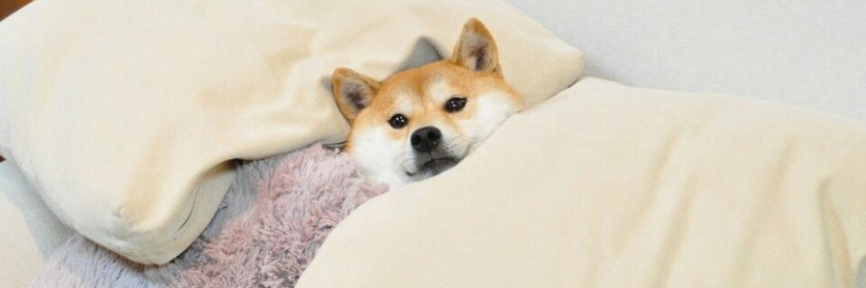 Caeboooo's profile banner image