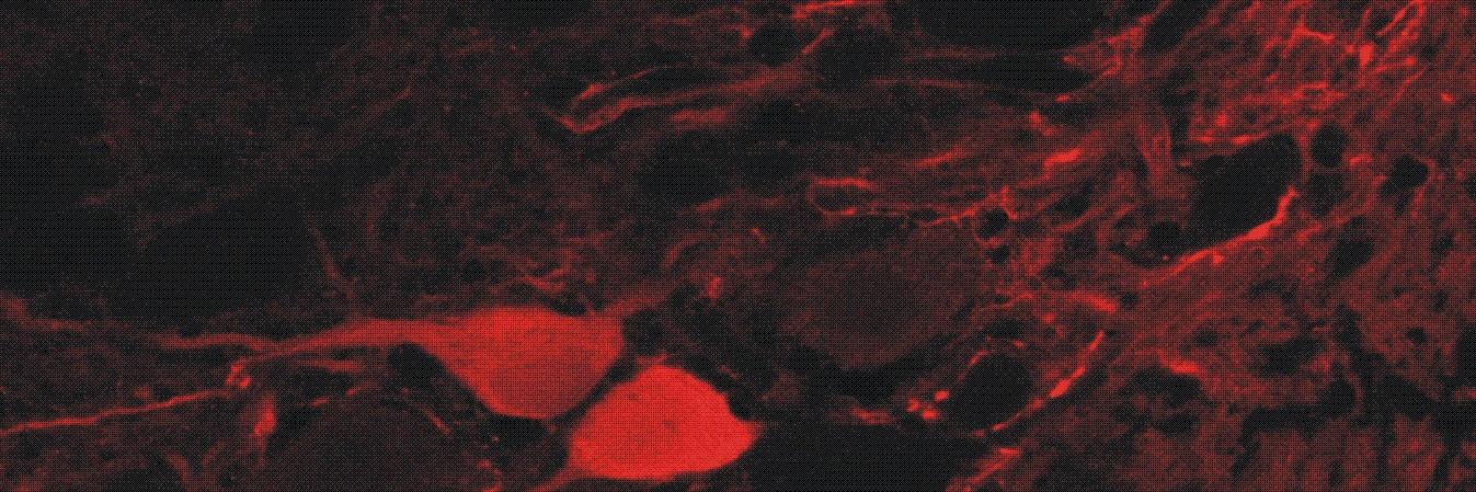 Susana Gaytán banner