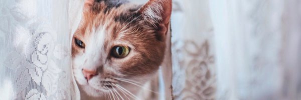 LolaFint Profile Banner