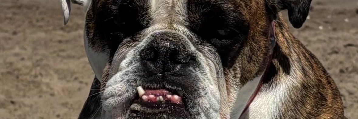 pilutoled's profile banner image