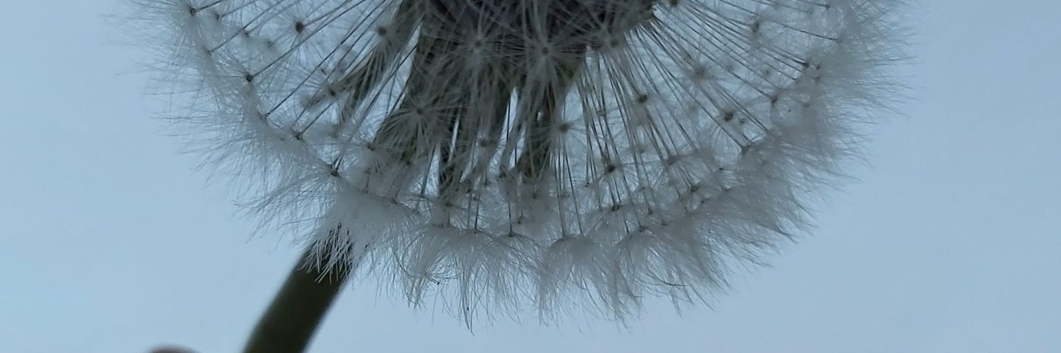 majoyfull's profile banner image
