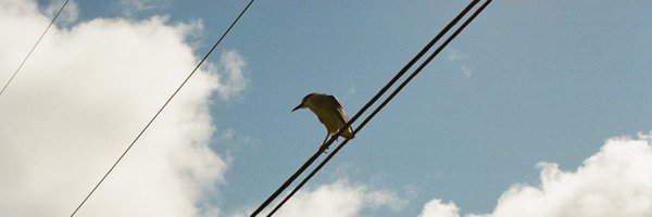 kari_paul Profile Banner