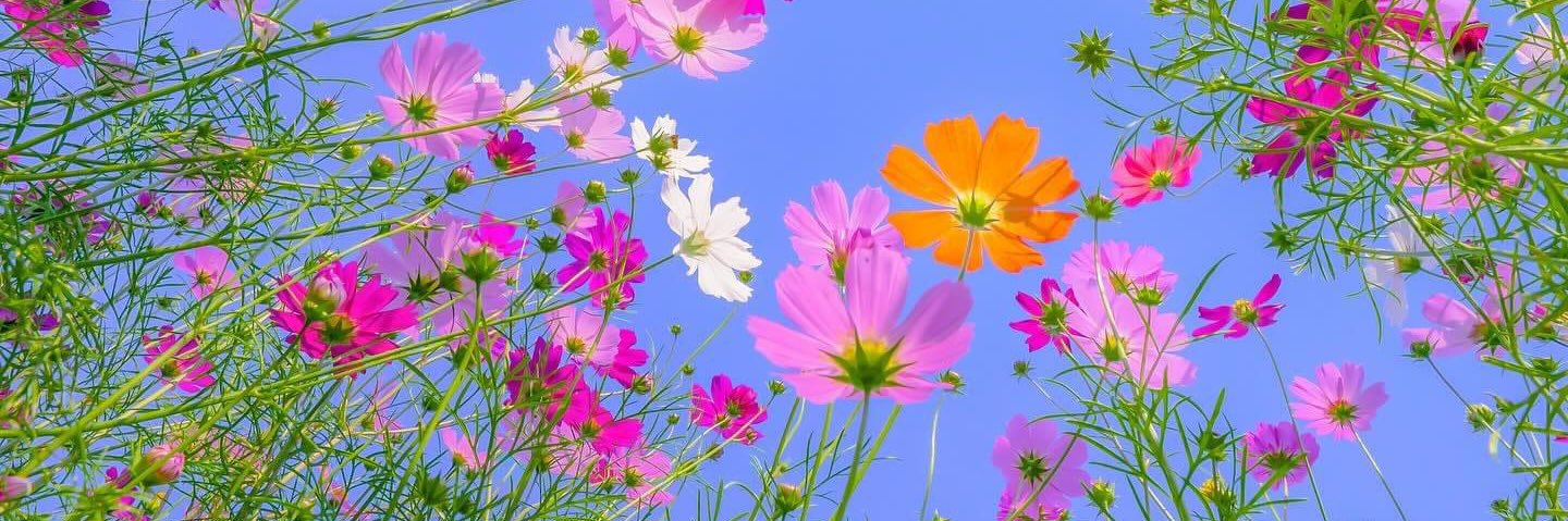 sunnook's profile banner image