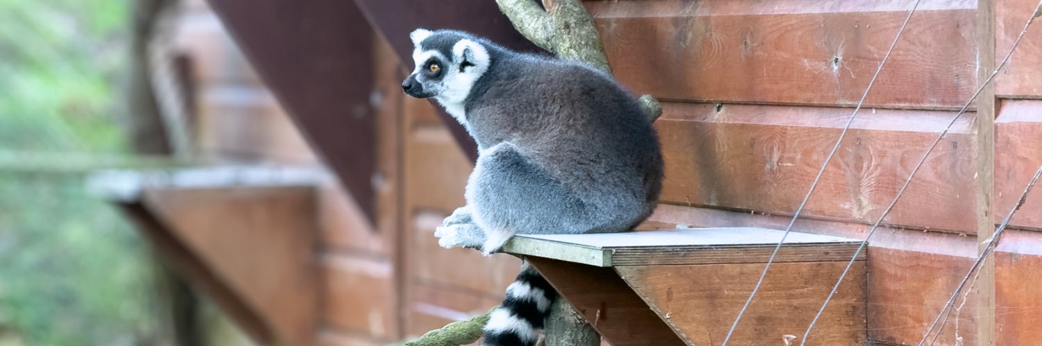 𝕆𝕝𝕚𝕧𝕚𝕒 🏳️‍⚧️ banner