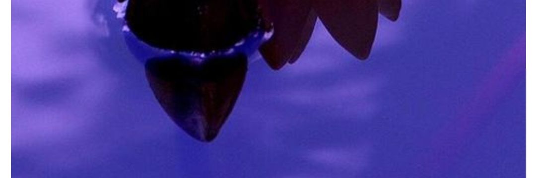 Ghada22Ksa's profile banner image