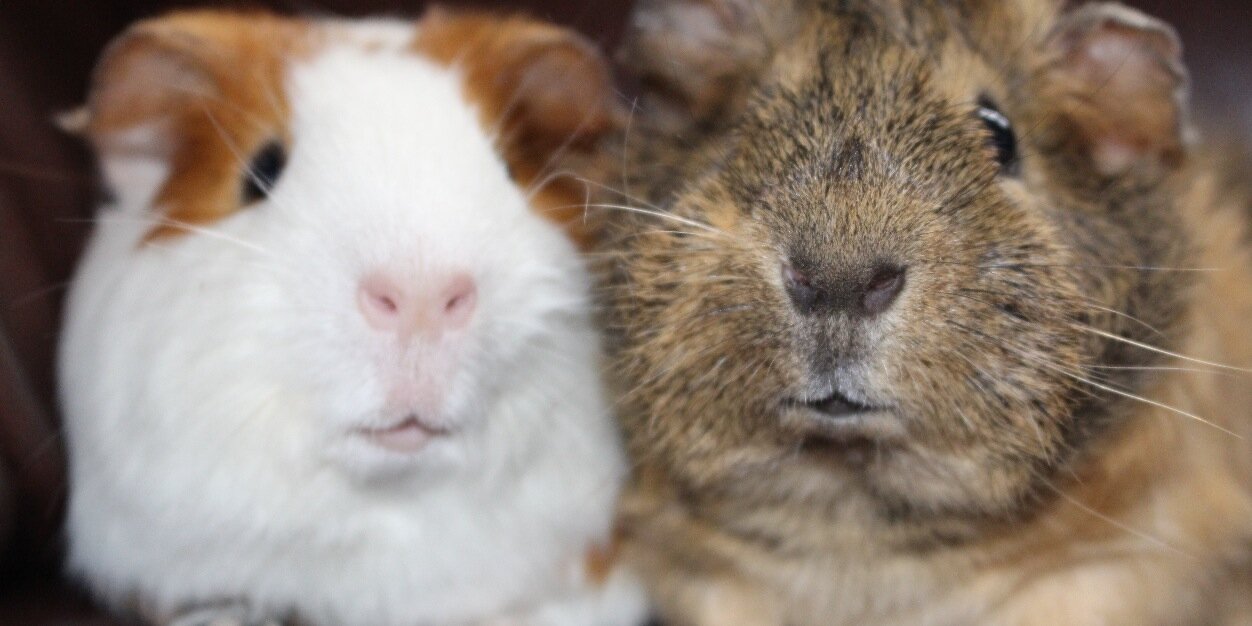 pigglesrescue's profile banner image