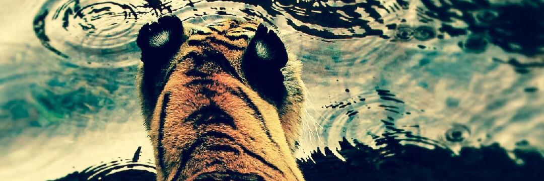 RaveAfterRave's profile banner image