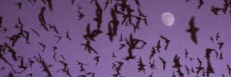∩ (◣_◢) ∩ banner