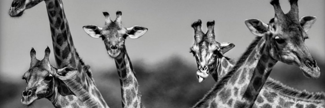 Radin_Era's profile banner image