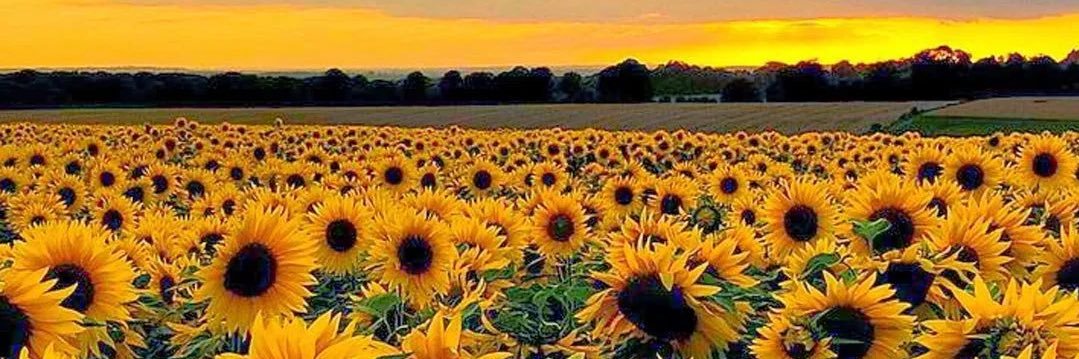 Chloo🌻 banner