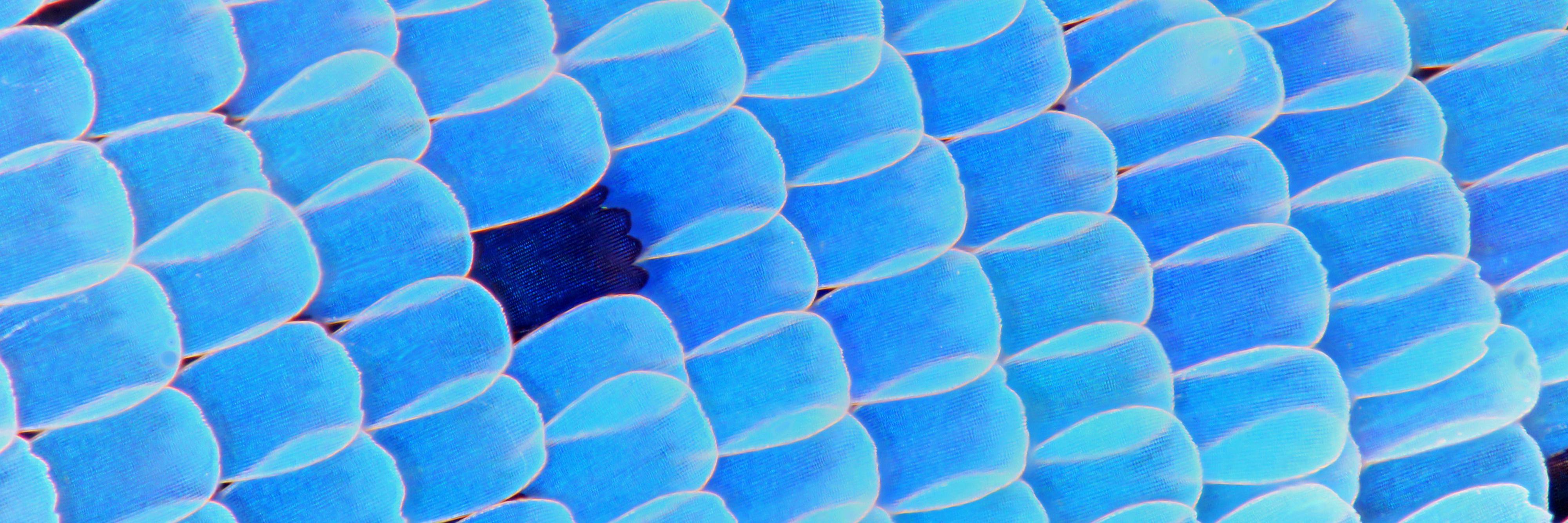 LepidopteraNews's profile banner image